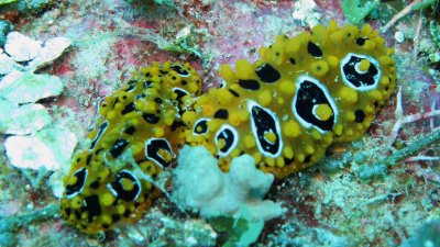 Nudibranch - Phyllidia ocellata