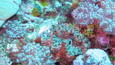 Giant Clam