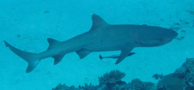 White Tip Reef Shark with Remora