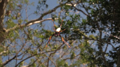 Fijian Gold Orb Web Spider (Nephila tetragnathoides)