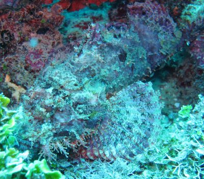 Scorpion Fish - extremely venomous.