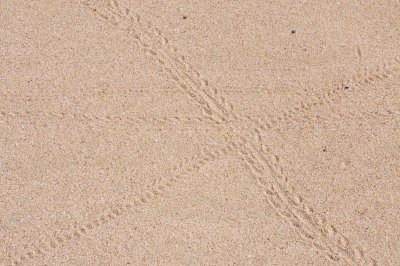 Hermit Crabs trails