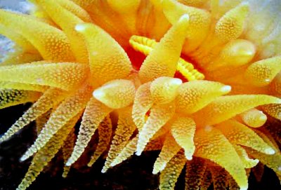 CUP CORAL