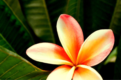 雞蛋花 Plumeria acutifolia