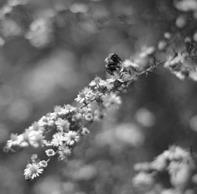 bee on wildflower