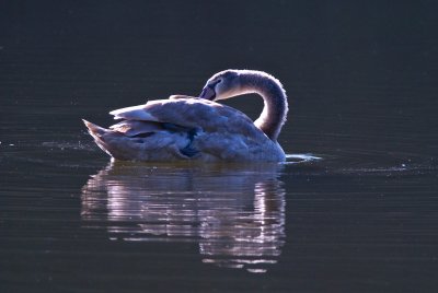 1st Year Swan