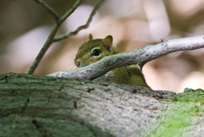 Chipmunk Hiding