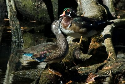Male and Female Wood Duck-2