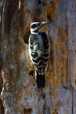 Downey Woodpecker-2