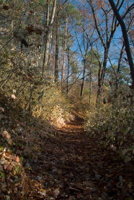 Fall Foot path Durand-Eastman Park