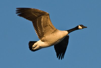 Canadian Goose Flying 1