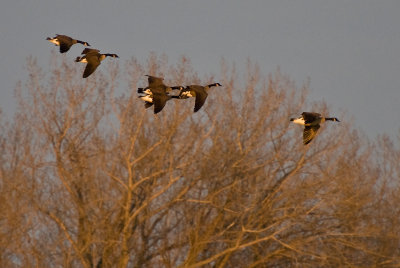 Flock Canadian Geese Landing