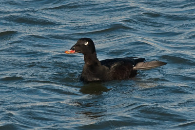 Male White Winged Scoter