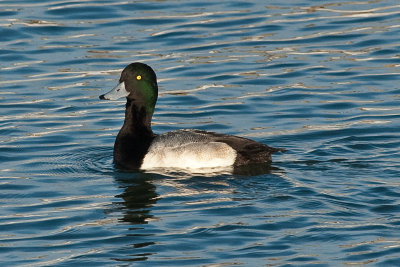 Male Greater Scaup-2