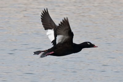 Male White Winged Scoter Flying-1