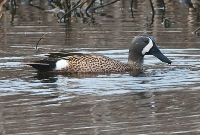 Blue WInged Teal-1