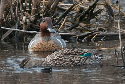 Male and Female Green Teal