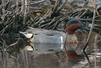 Male Green Teal-1