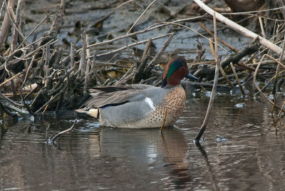 Male Green Teal-2