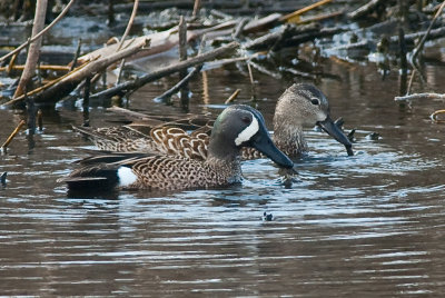 Male and Female Blue Winged Teal