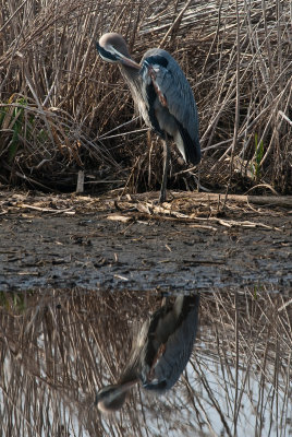 Great Blue Heron-2