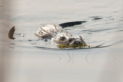 Beaver