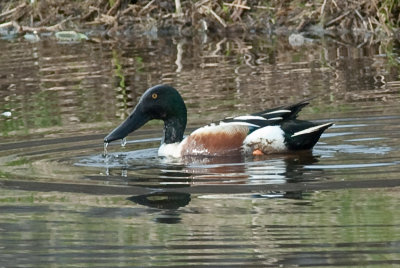 Northern Shoveler-8