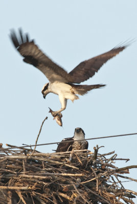 Osprey Bringing Back Fish