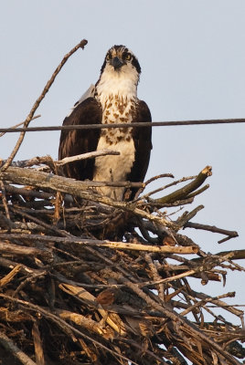 Osprey on Nest-2