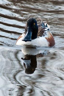 Northern Shoveler-1a