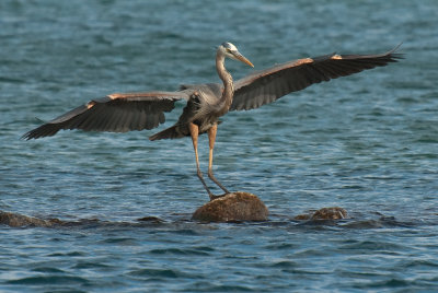 Blue Heron Landing 1