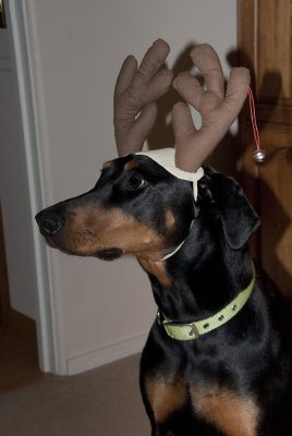 Lola with Reindeer Antlers