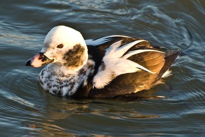 Male Long-tailed Duck (oldsquaw)-8