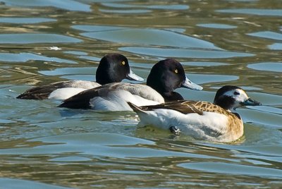 Two Greater Scaup Males