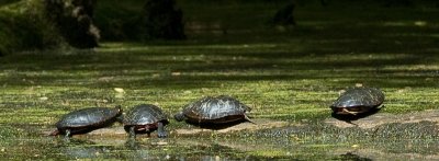 4 Turtles on a log