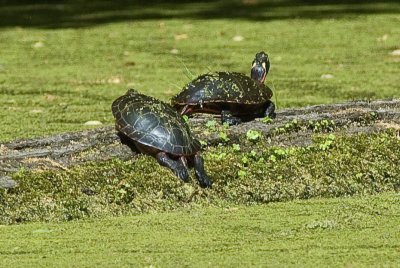 2 Turtles on a log