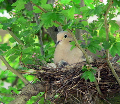 Morning Dove Mom and Chick.