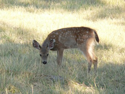 Medford Deer in meadow