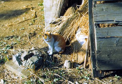 Japanese farm cat