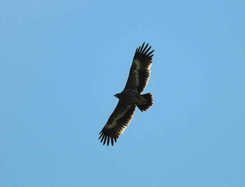 Aquila nipalensis, Stepp Eagle, Stpprn