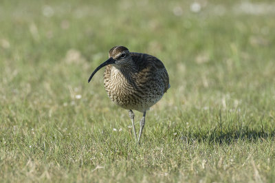 Numenius phaeopus, Whimbrel, Smspov