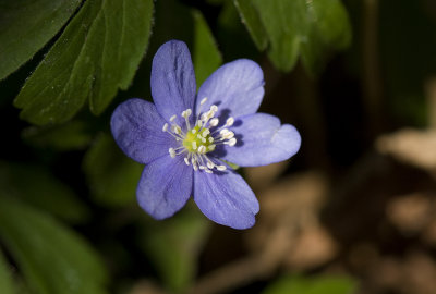 Hepatica nobilis, Blsippa