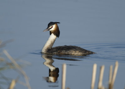 Great crested grebe, Skggdopping