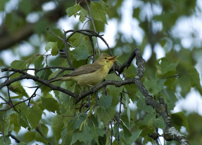 Hippolais polyglotta, Melodious warbler, Polyglottsngare