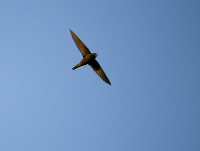 Apus apus, Common Swift, Tornseglare