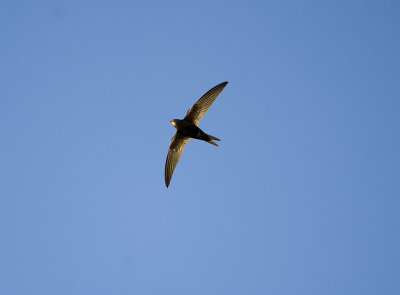 Apus apus, Common Swift, Tornseglare