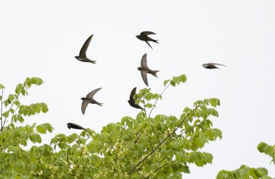 Apus apus, Common Swift, Tornseglare
