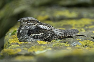 Nightjars-Swifts, Nattskrror-Seglare