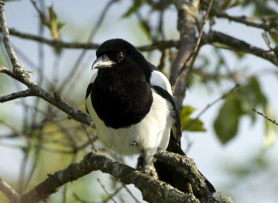 Pica pica, Magpie, Skata