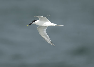 Sterna sandvicensis, Sandwich tern, Kentsk trna